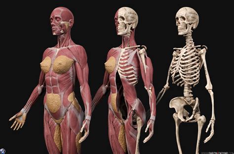 anatomy female nude|Category : Nude women in anatomical position .